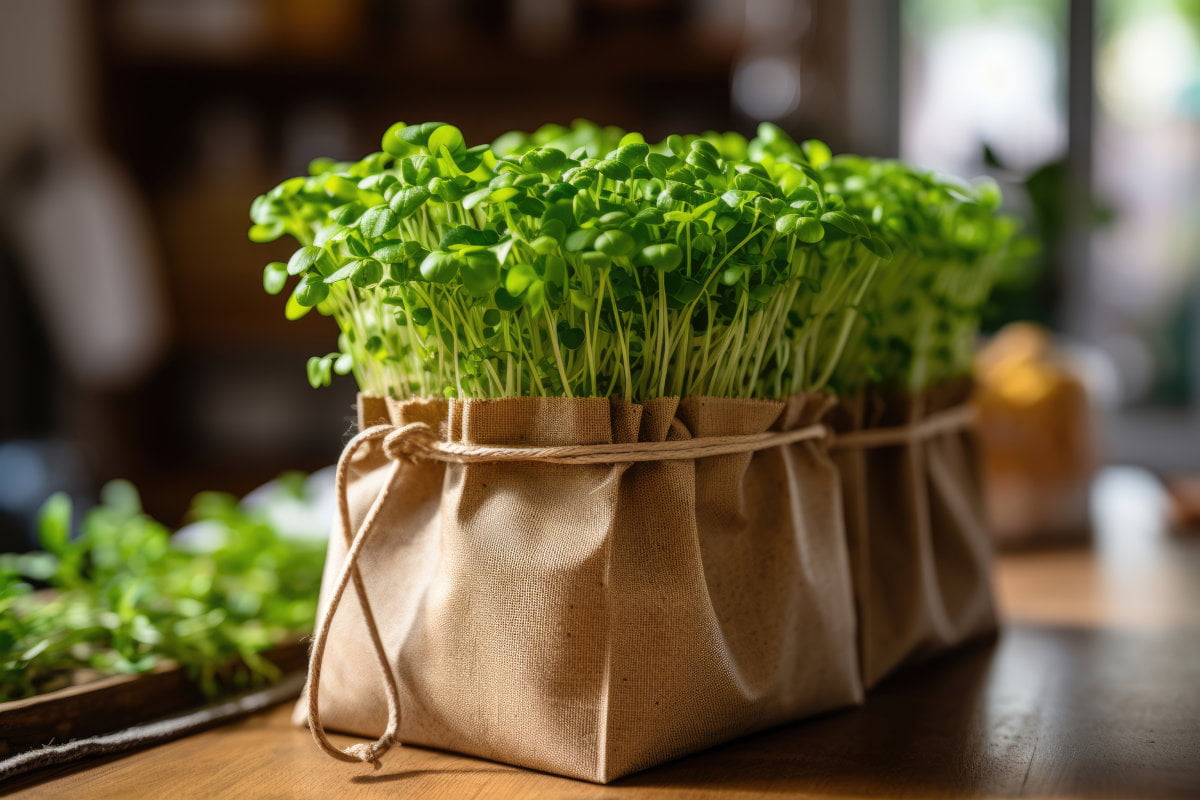 Alimentation Vivante Graines Germées