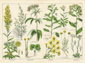 vertus thérapeutiques des plantes