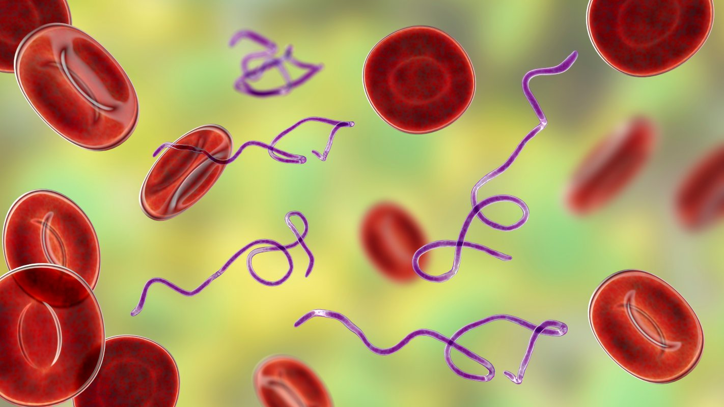 Maladie de Lyme Sang contamine par Borrelia burgdorferi