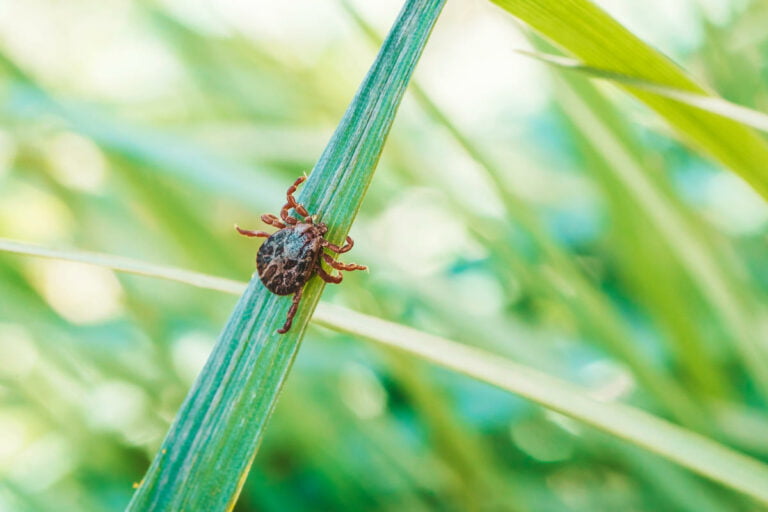 maladie de Lyme tique