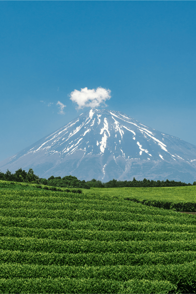 champs de the devant le mont Fuji